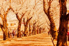 道路,町,屋外,春,晴れ