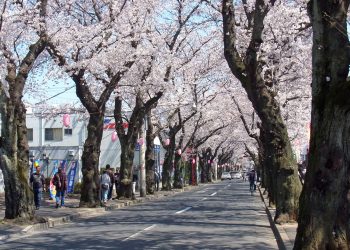 道路,町,屋外,春,晴れ