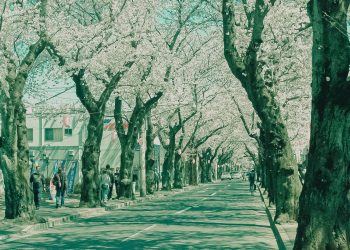 道路,町,屋外,春,晴れ,昭和レトロ