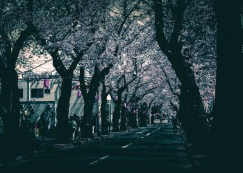 道路,町,屋外,春,晴れ,ホラー