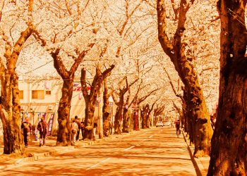道路,町,屋外,春,晴れ,ヴィンテージ