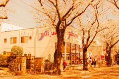 道路,町,屋外,春,晴れ