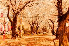 道路,町,屋外,春,晴れ