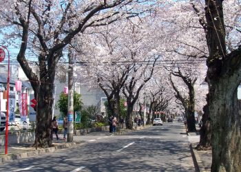 道路,町,屋外,春,晴れ