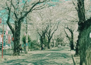道路,町,屋外,春,晴れ,昭和レトロ