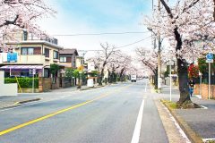 道路,町,屋外,春,晴れ