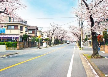 道路,町,屋外,春,晴れ