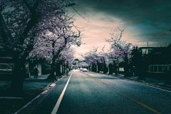 道路,町,屋外,春,晴れ