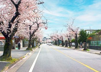 道路,町,屋外,春,晴れ