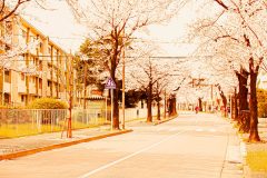 道路,町,屋外,春,晴れ