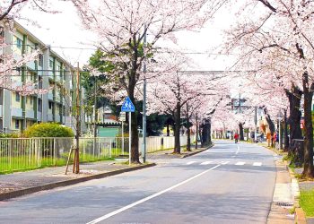 道路,町,屋外,春,晴れ