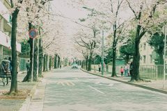 道路,町,屋外,春,晴れ