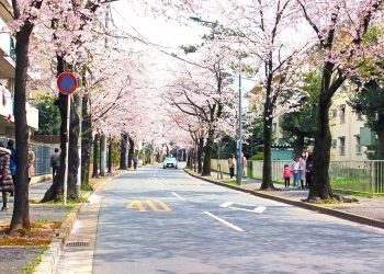 道路,町,屋外,春,晴れ