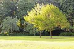 公園,町,屋外,晴れ,秋