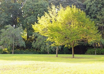 公園,町,屋外,晴れ,秋