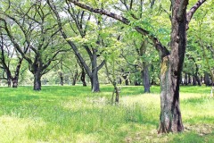公園,町,屋外,晴れ,春