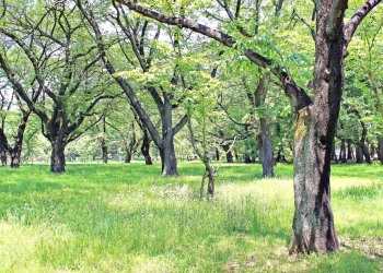 公園,町,屋外,晴れ,春