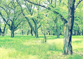 公園,町,屋外,晴れ,春,昭和レトロ