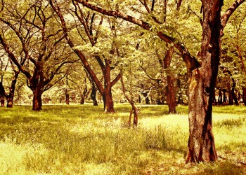 公園,町,屋外,晴れ,春,ヴィンテージ
