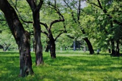 公園,町,屋外,晴れ,春