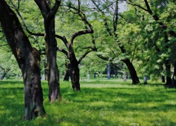 公園,町,屋外,晴れ,春