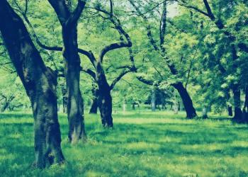 公園,町,屋外,晴れ,春,昭和レトロ