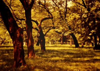 公園,町,屋外,晴れ,春,ヴィンテージ
