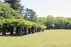 公園,町,屋外,夏,晴れ