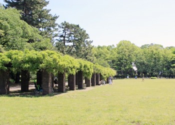 公園,町,屋外,夏,晴れ