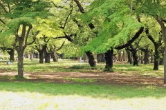 公園,町,屋外,夏,晴れ