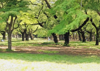 公園,町,屋外,夏,晴れ