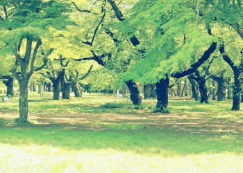 公園,町,屋外,夏,晴れ,昭和レトロ