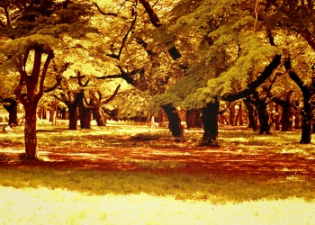 公園,町,屋外,夏,晴れ,ヴィンテージ