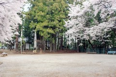 公園,町,屋外,春,晴れ