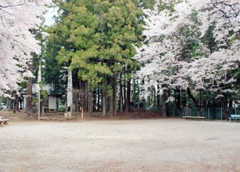 公園,町,屋外,春,晴れ