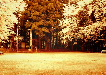 公園,町,屋外,春,晴れ,ヴィンテージ