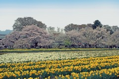 公園,町,屋外,春,晴れ