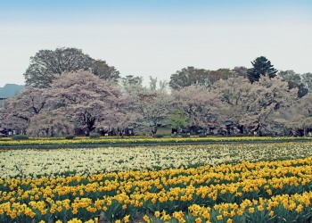 公園,町,屋外,春,晴れ