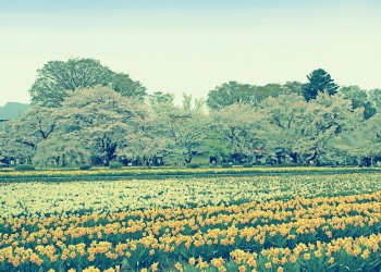 公園,町,屋外,春,晴れ,昭和レトロ