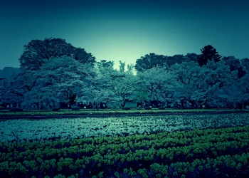 公園,町,屋外,春,晴れ,ホラー