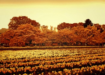 公園,町,屋外,春,晴れ,ヴィンテージ