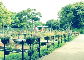 公園,町,屋外,夏,曇り,昭和レトロ