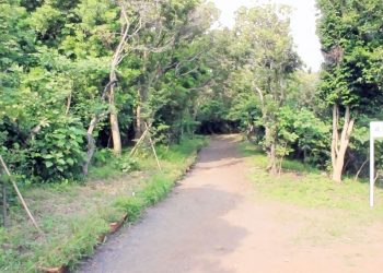 公園,町,晴れ,屋外