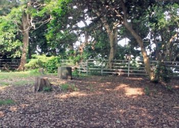 公園,町,晴れ,屋外