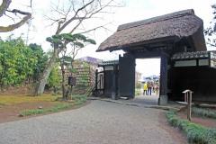 日本庭園,和,屋外,春,曇り