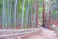 日本庭園,和,屋外,春,曇り