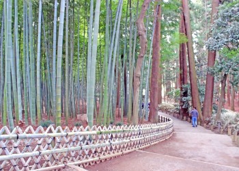 日本庭園,和,屋外,春,曇り