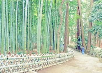 日本庭園,和,屋外,春,曇り,昭和レトロ