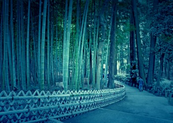 日本庭園,和,屋外,春,曇り,ホラー