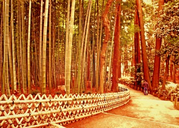 日本庭園,和,屋外,春,曇り,ヴィンテージ